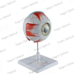 Human Eye Model thumbnail